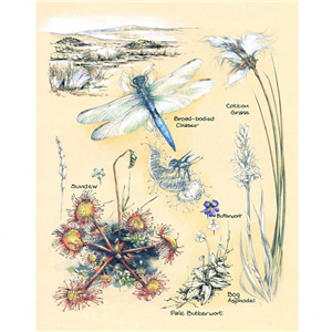 Elaine Franks Artwork - 'Upland Bog Studies' - Signed Limited Edition Print